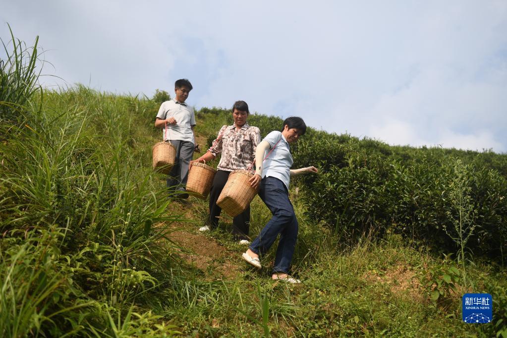 在廣西蒼梧縣六堡鎮(zhèn)山坪村，祝雪蘭（前）和村民采茶后走下茶山（2022年9月22日攝）。新華社記者 陸波岸 攝
